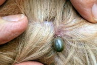 Remedios caseros para eliminar las garrapatas en los perros