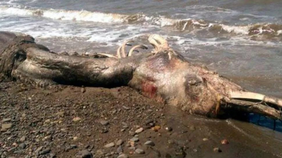 Hallan una extraña criatura muerta en una isla de Rusia
