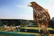 Prohibido pisar el césped de Wimbledon