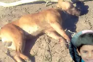 Incendiaron la casa del dueño del pitbull que mató a un nene