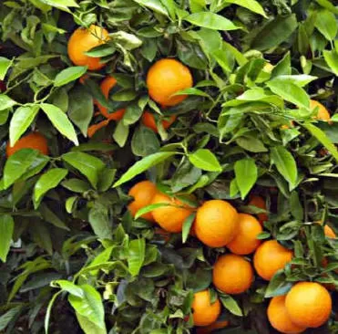 DESTINO. El residuo de la naranja  se utilizará en los biodigestores.  