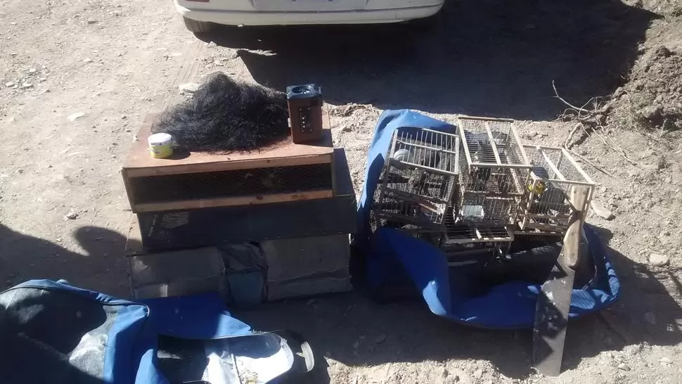 Trancas: liberaron un centenar de aves en un operativo contra el tráfico ilegal de animales