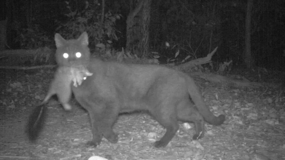 FUERA DE CONTROL. Los gatos salvajes amenazan la biodiversidad australiana.  FOTO TOMADA DE TN.COM.AR