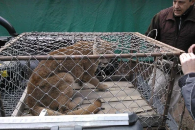 La puma “Pancha” fue rescatada de un gallinero