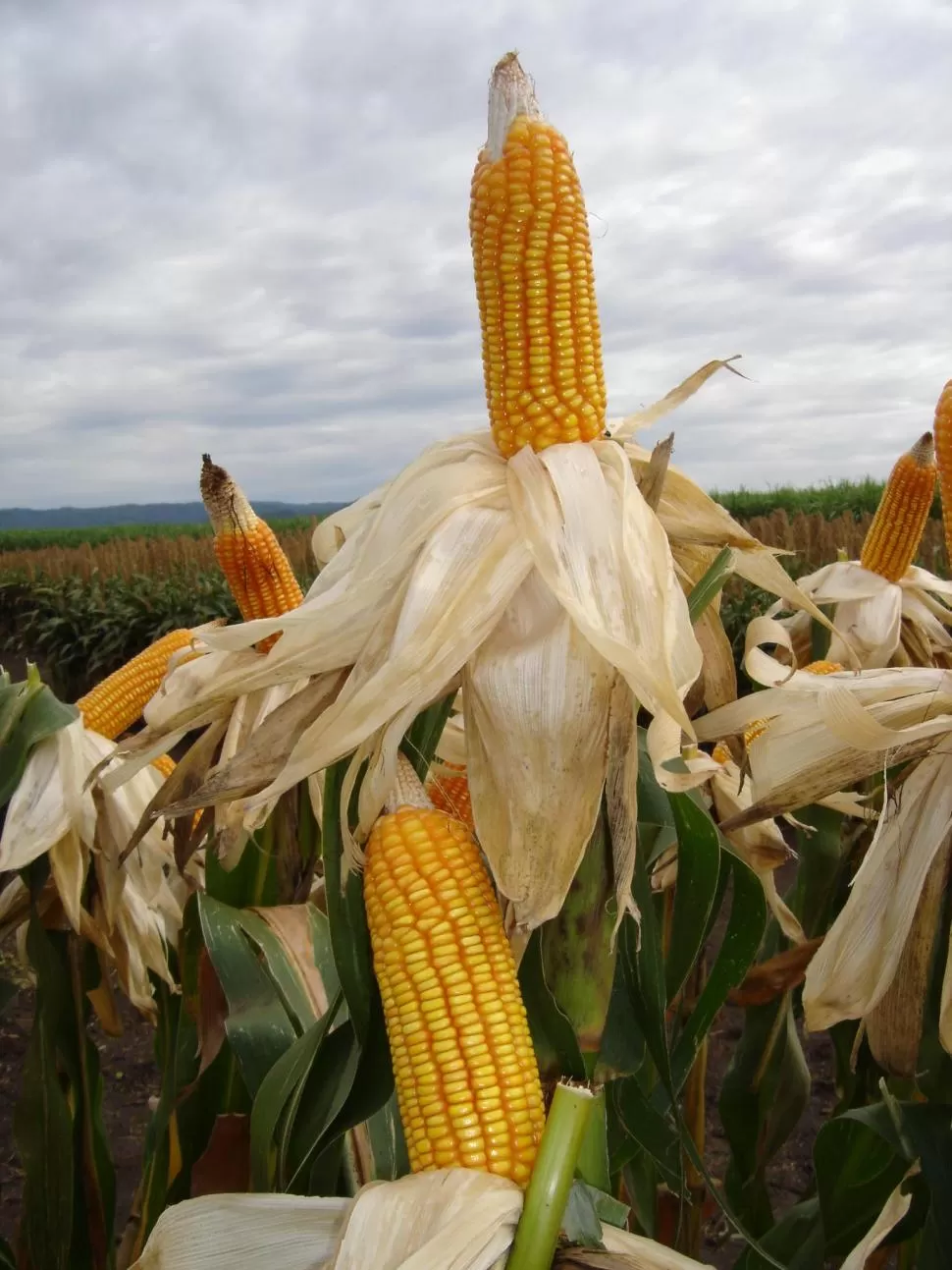 CEREAL. Autorizaron exportar maíz que provenga del norte del país. 
