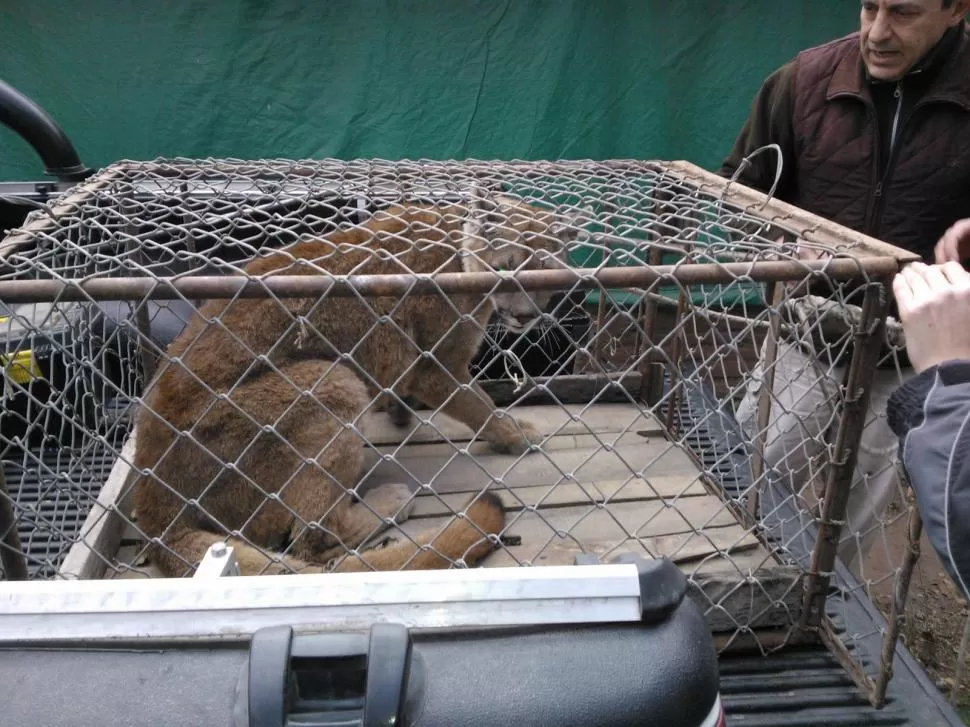 TRASLADO. La puma “Pancha” es llevada a su nuevo hogar en una reserva. prensa delitos rurales