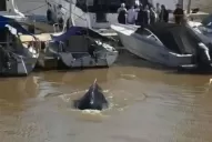 Insólito: apareció una ballena en Puerto Madero