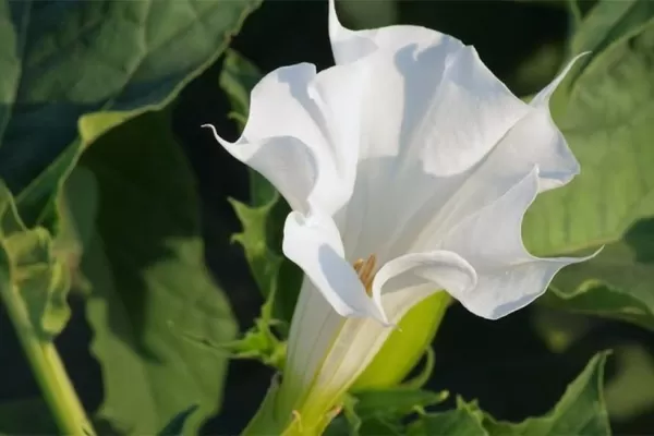 Denuncian un caso de intoxicación por burundanga en Tucumán