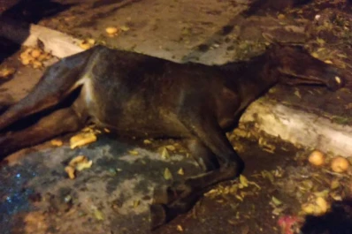 Abandonaron un caballo moribundo en la calle