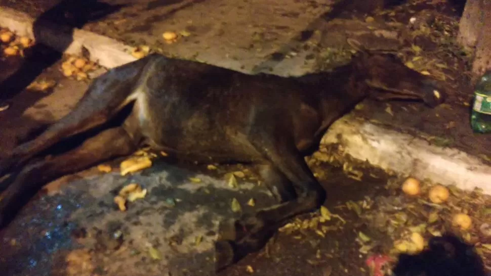 Abandonaron un caballo moribundo en la calle