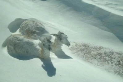 Encuentran a dos guanacos congelados, de pie, en el camino a una mina en San Juan