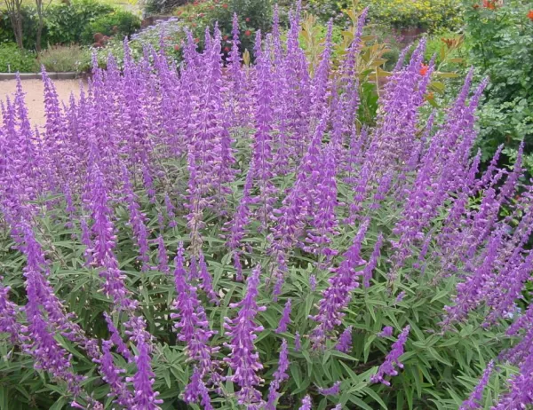 Poné a punto tu jardín para recibir pájaros, flores y frutos