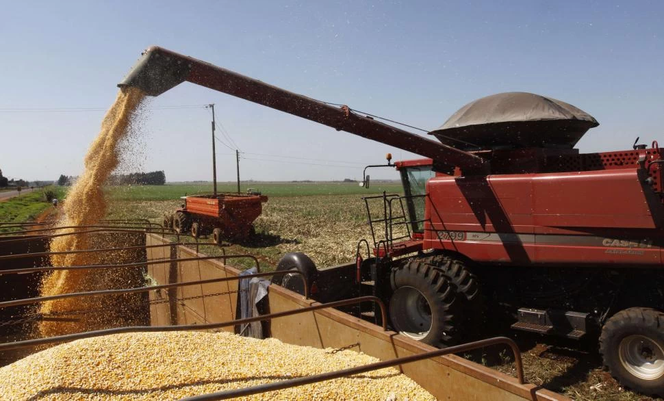 OBJETIVO. Deben incentivar el cultivo de maíz para aumentar las divisas. Reuters