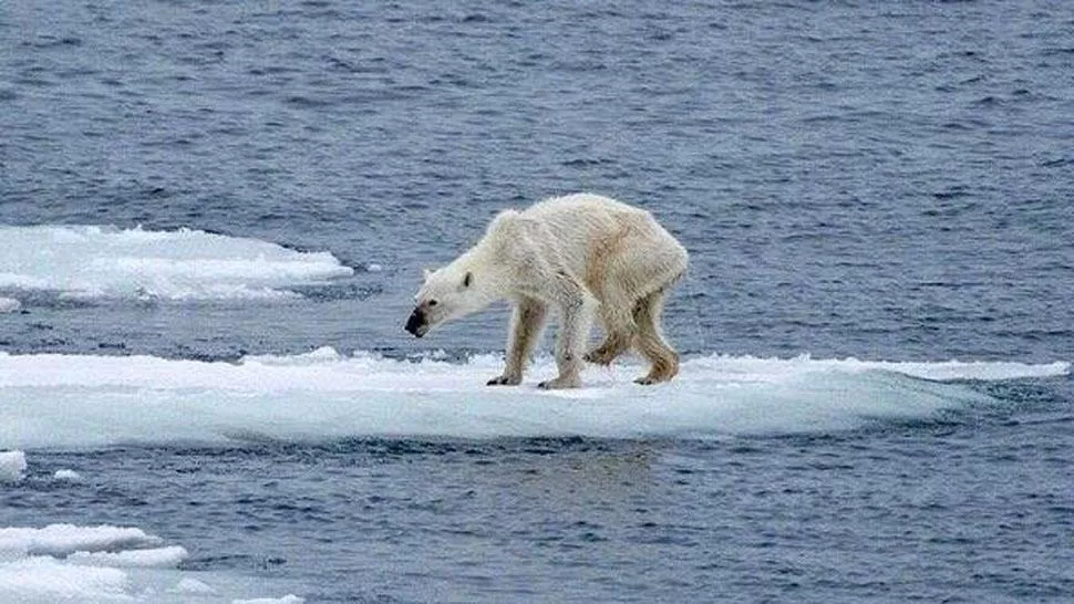 GÉNEROS. La fotógrafa aclara que los osos polares hembras se ven más delgadas que los machos. FOTO TOMADA DE ECUAVISA.COM