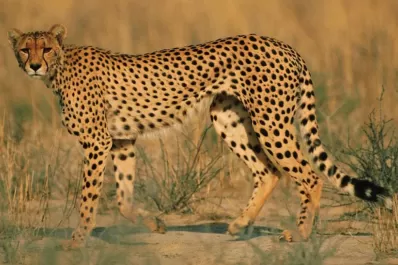 Argentina, el primer país en el mundo que logró clonar guepardos