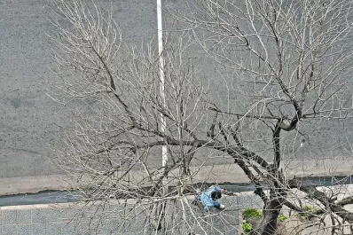 Vecinos preocupados por un árbol de La Madrid al 700