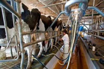 ¿Cuánto pagará la industria nacional por leche de agosto?