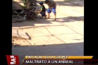 Indignación en Salta: filman a unos niños golpeando a un burro que agoniza