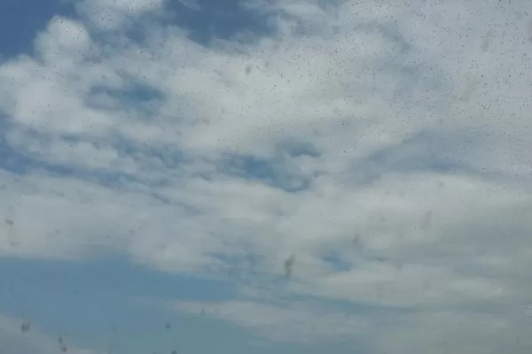 Una manga de langostas nubla el cielo en La Madrid