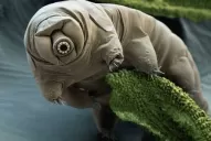 Ir a Marte: un sueño aún lejano, pero no imposible