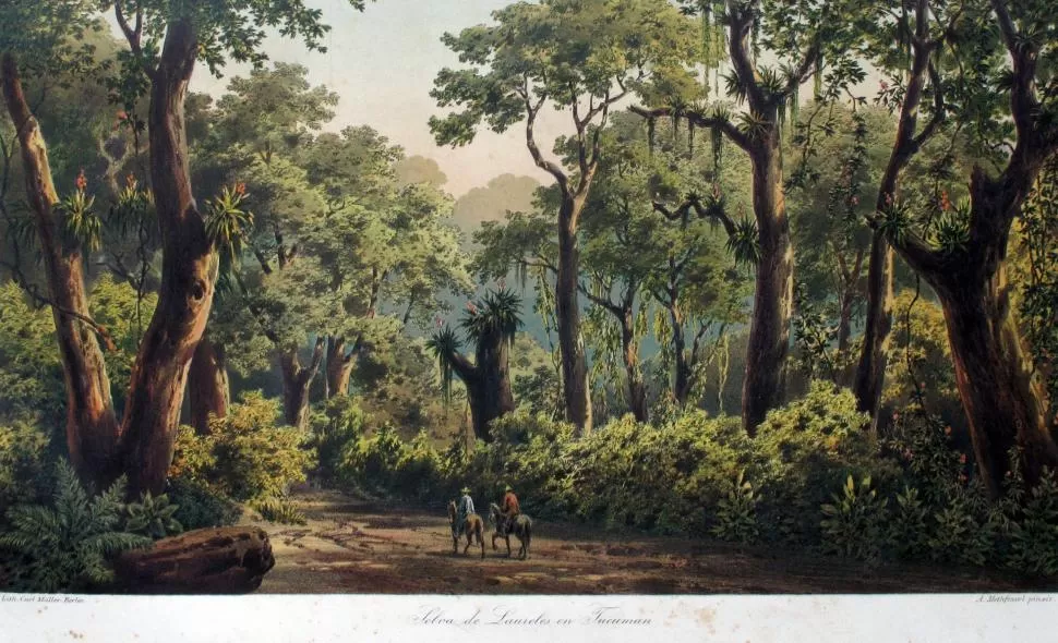 “SELVA DE LAURELES DE TUCUMÁN”. Una ilustración de Adolfo Methfessel en las “Vues pittoresques” de 1881. LA GACETA / ARCHIVO.