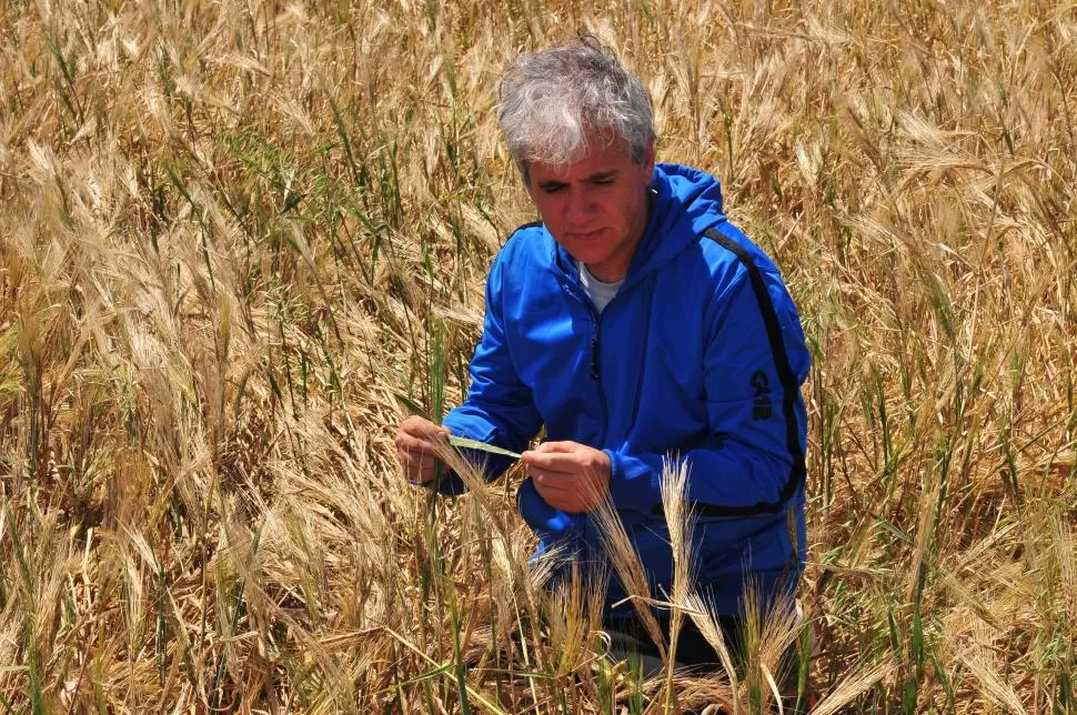 CUIDADOS. El monitoreo de las enfermedades es clave a la hora de decidir producto y momento de aplicación. FAUBA.COM.AR