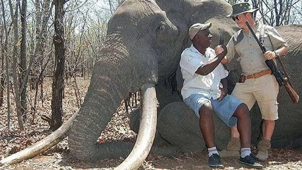 LAMENTABLE. El elefante fue cazado en el parque nacional de Gonarezhu (sur de Zimbabue). FOTO TOMADA DE INFOBAE.COM