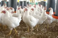 Leches, pollos y frutas, tres sectores en problemas
