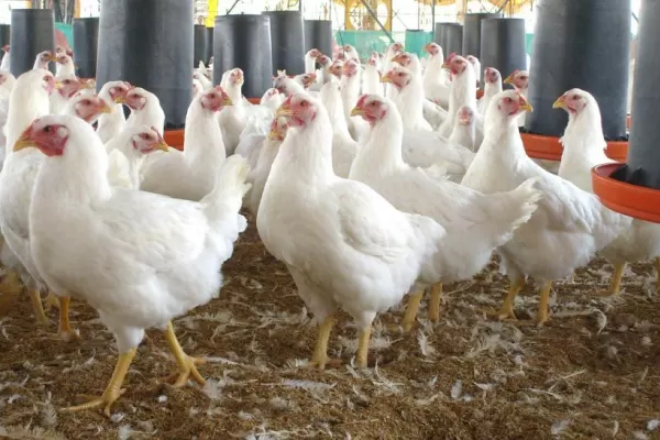 Leches, pollos y frutas, tres sectores en problemas