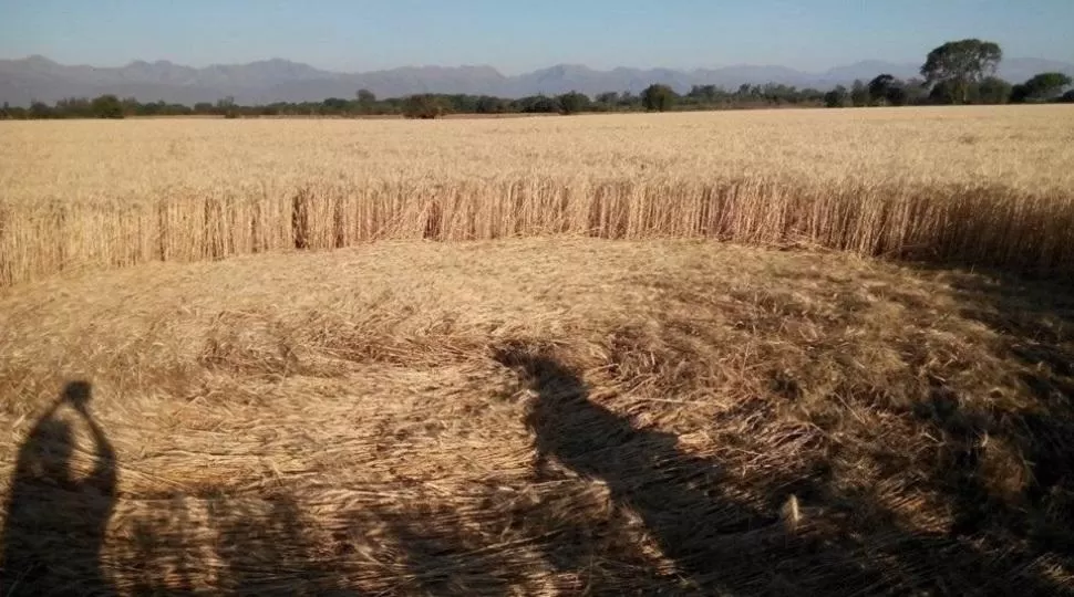 Video: los ovnis volvieron a un campo de Chicoana, en Salta