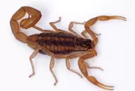 Con la humedad llegó una invasión de alacranes