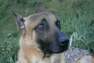 Mataron a Diesel, la perra heroína de la Policía de Francia en el atentado de París