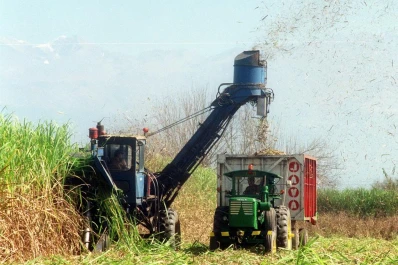 En la Eeaoc estiman que podrían quedar alrededor de 50.000 ha de caña sin cosechar