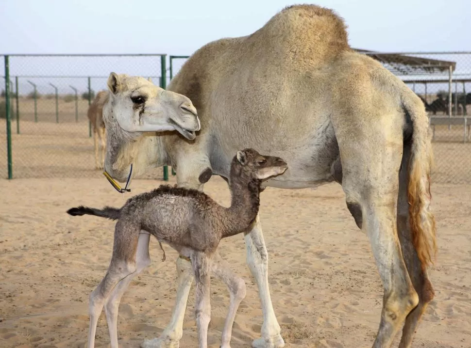 HITO. Injaz, el primer camello clonado del mundo, dio a luz a una hembra saludable que pesó 38 kilos. newsweek.com