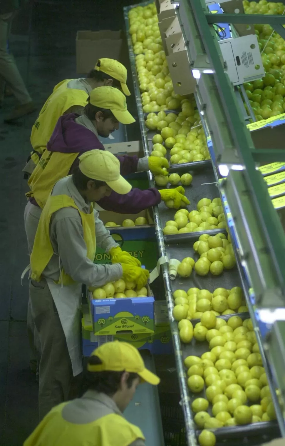 EN SUS MANOS. La exportación de limón fresco fue la que más creció este año respecto del período anterior. la gaceta / foto de juan pablo sanchez noli (archivo)