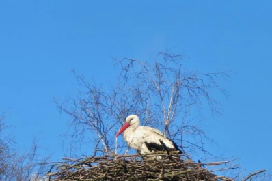 Un viaje a Polonia, donde las cigüeñas van a anidar
