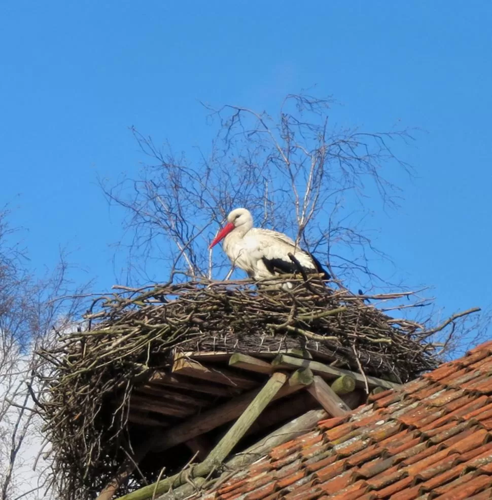 POSTAL. Una cigüeña blanca tiene su “hogar” sobre un techo polaco. Foto de Rick Lyman / The New York Times.