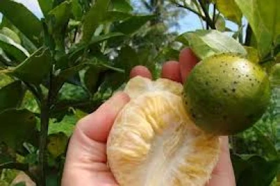 Uruguay protege sus cítricos contra el avance del HLB
