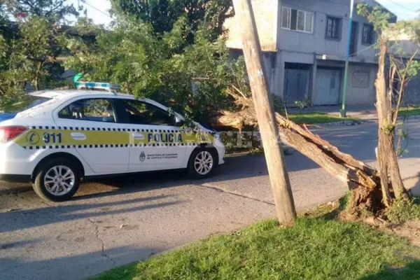 Un auto de la Policía fue aplastado por un árbol