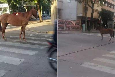 Un caballo paseó por Barrio Sur por más de una hora