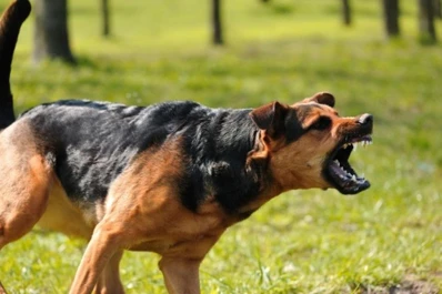 Salta: un perro atacó a un nene de dos años