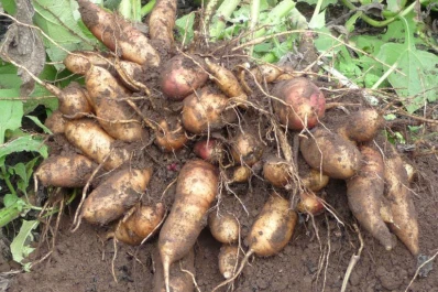Científicas tucumanas descubren que una raíz ayuda a reducir la obesidad