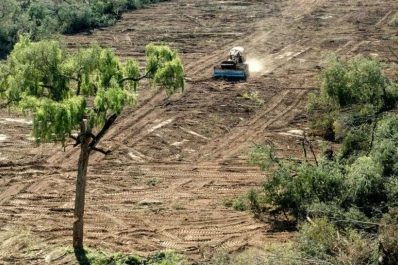 La protección de bosques está cada vez más desfinanciada