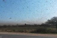 Piden que haya un monitoreo constante para poder atacarla