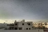 Reclaman medidas urgentes de control