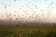 En La Madrid están alertas y vigilan de cerca a las langostas