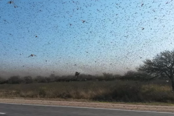 Piden que haya un monitoreo constante para poder atacarla