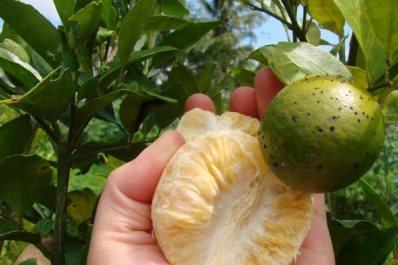 Alarma por una enfermedad vegetal que ataca a los cítricos en Estados Unidos