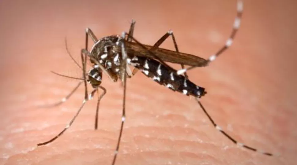 SALUD. Mosquito  Aedes aegypti que causa la enfermedad del dengue. FOTO TOMADA DE JUJUYALMOMENTO.COM