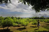 El Timbó Viejo, el lugar donde los higos son felices